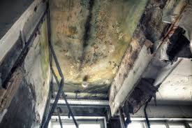 Best Real Estate Mold Inspection  in St Cloud, FL